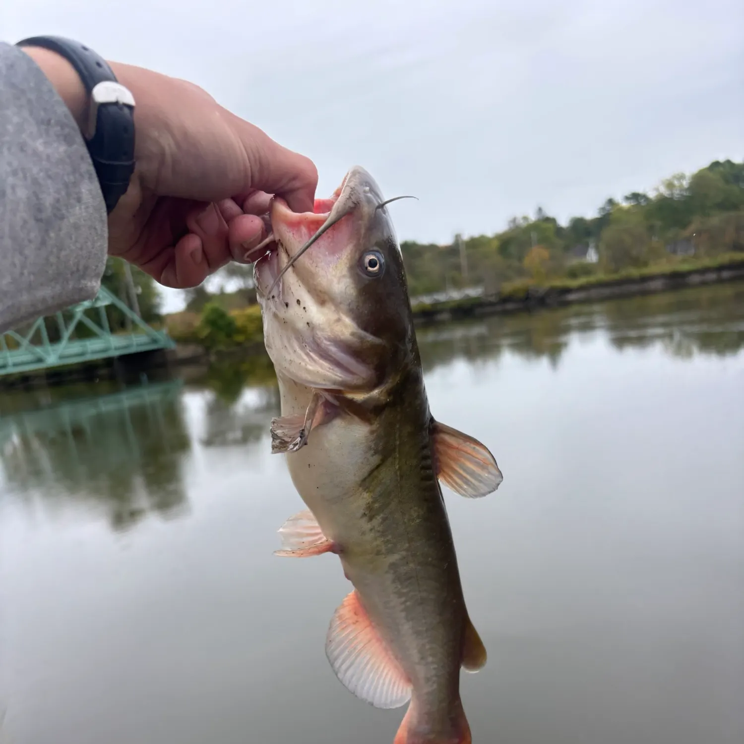 White bullhead caught on Fishbrain