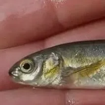 The most recent Stargazing minnow catches on Fishbrain