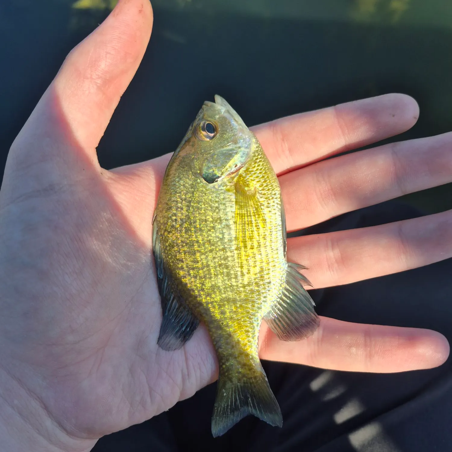 Bluegill caught on Fishbrain