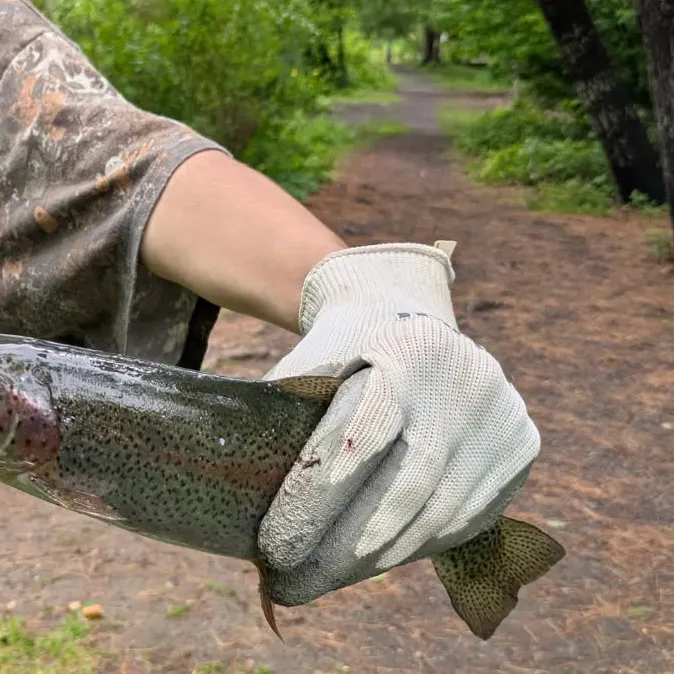 Rainbow trout caught on Fishbrain