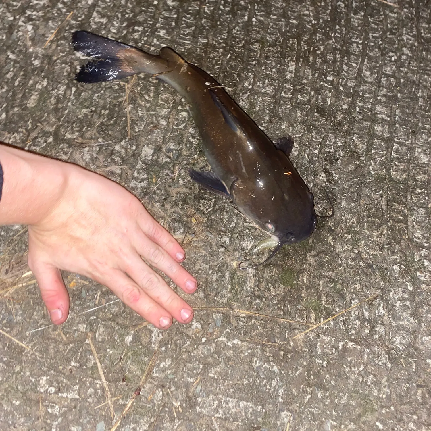 The most recent Blue salmon catfish catches on Fishbrain
