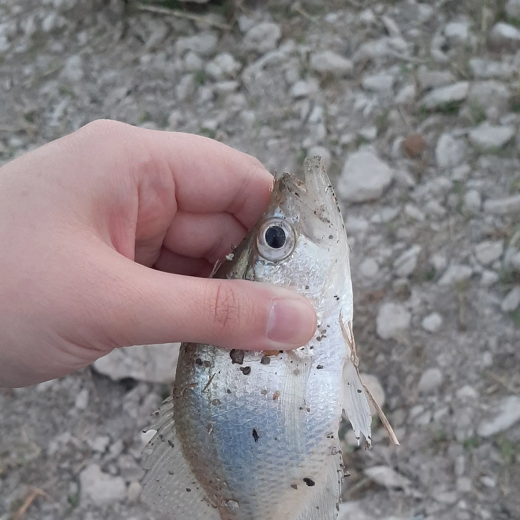 White crappie caught on Fishbrain