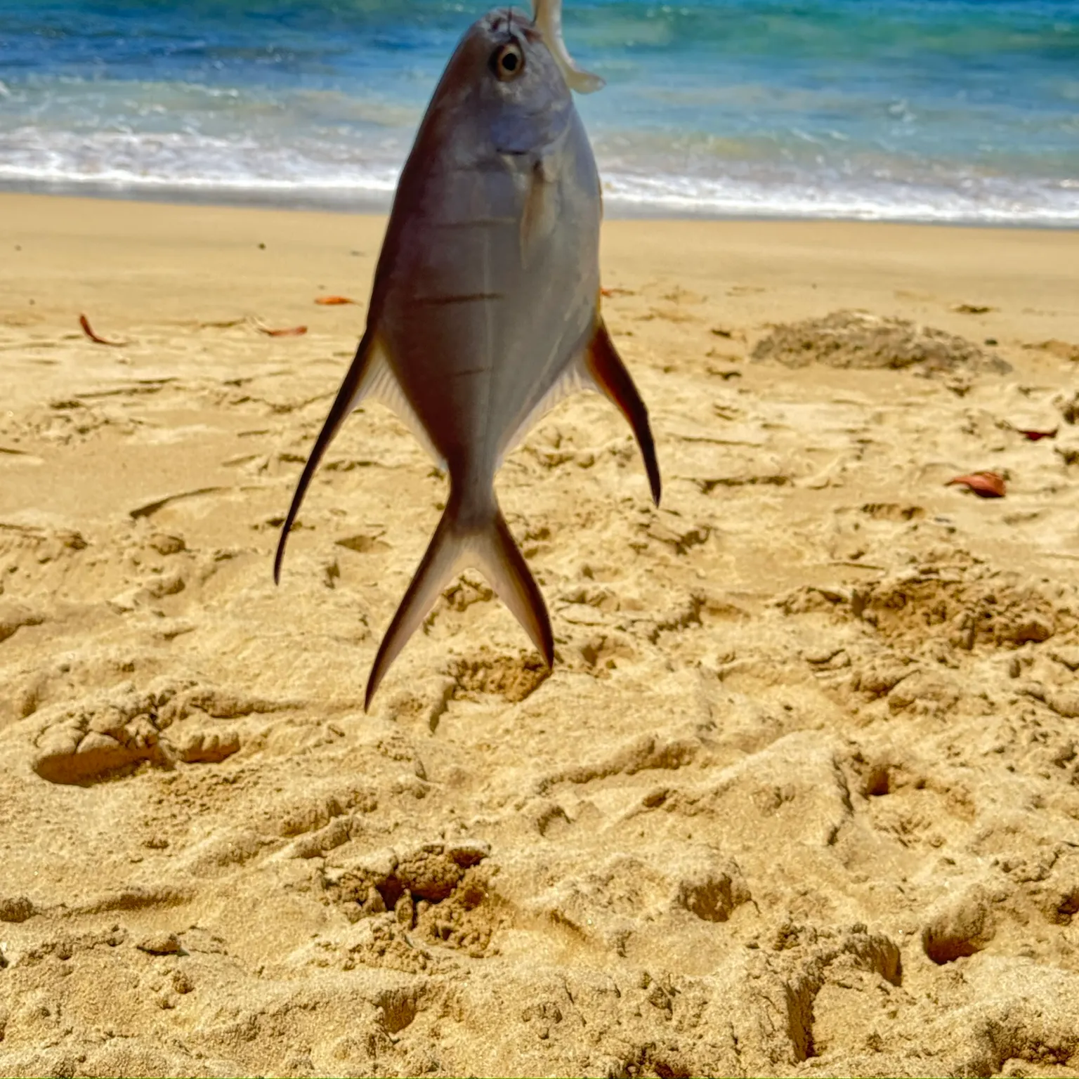 The most recent Palometa catches on Fishbrain