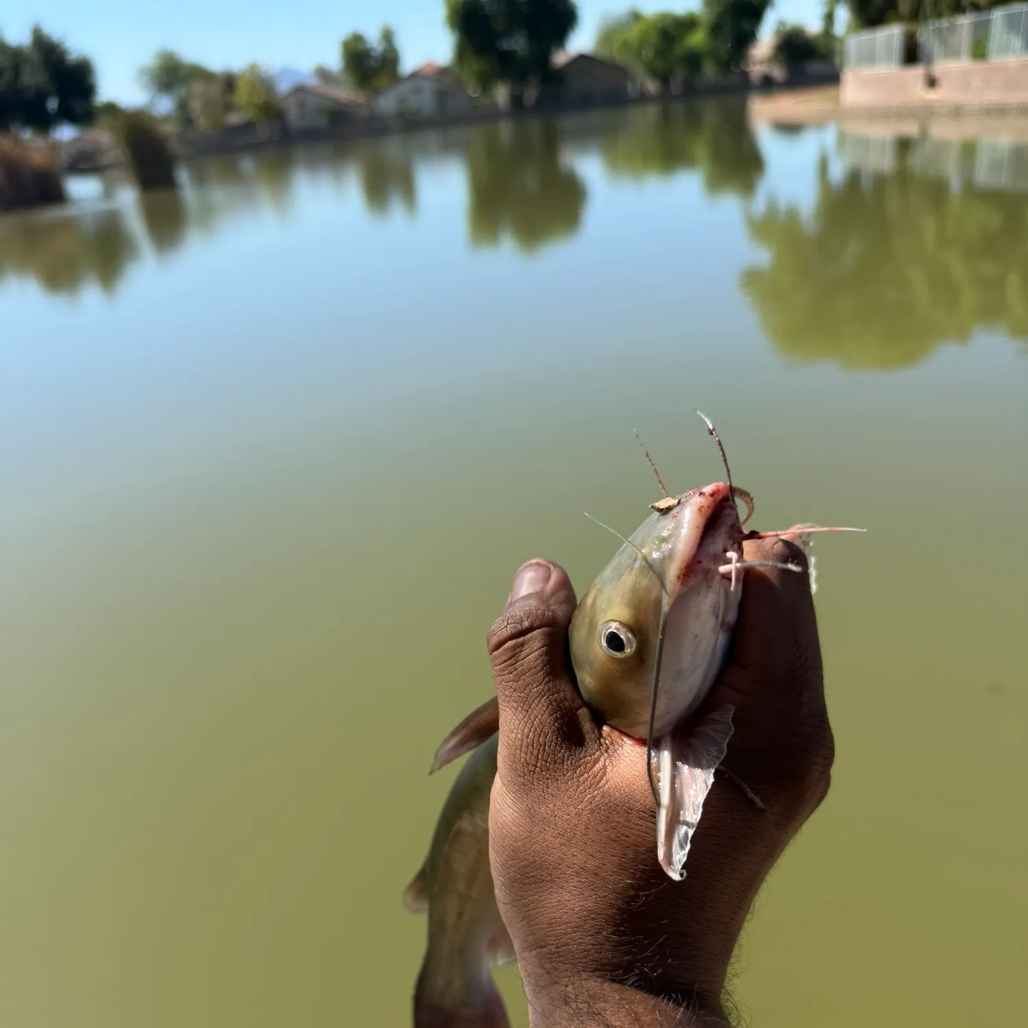 Channel catfish caught on Fishbrain