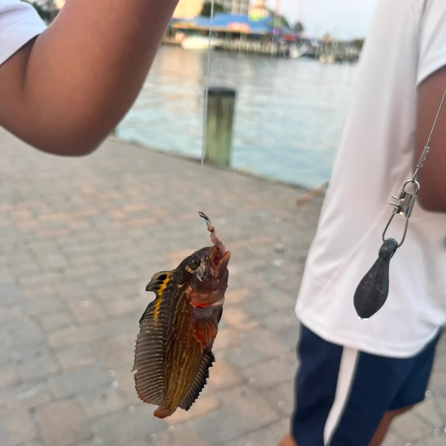 The most recent Sailfin blenny catches on Fishbrain