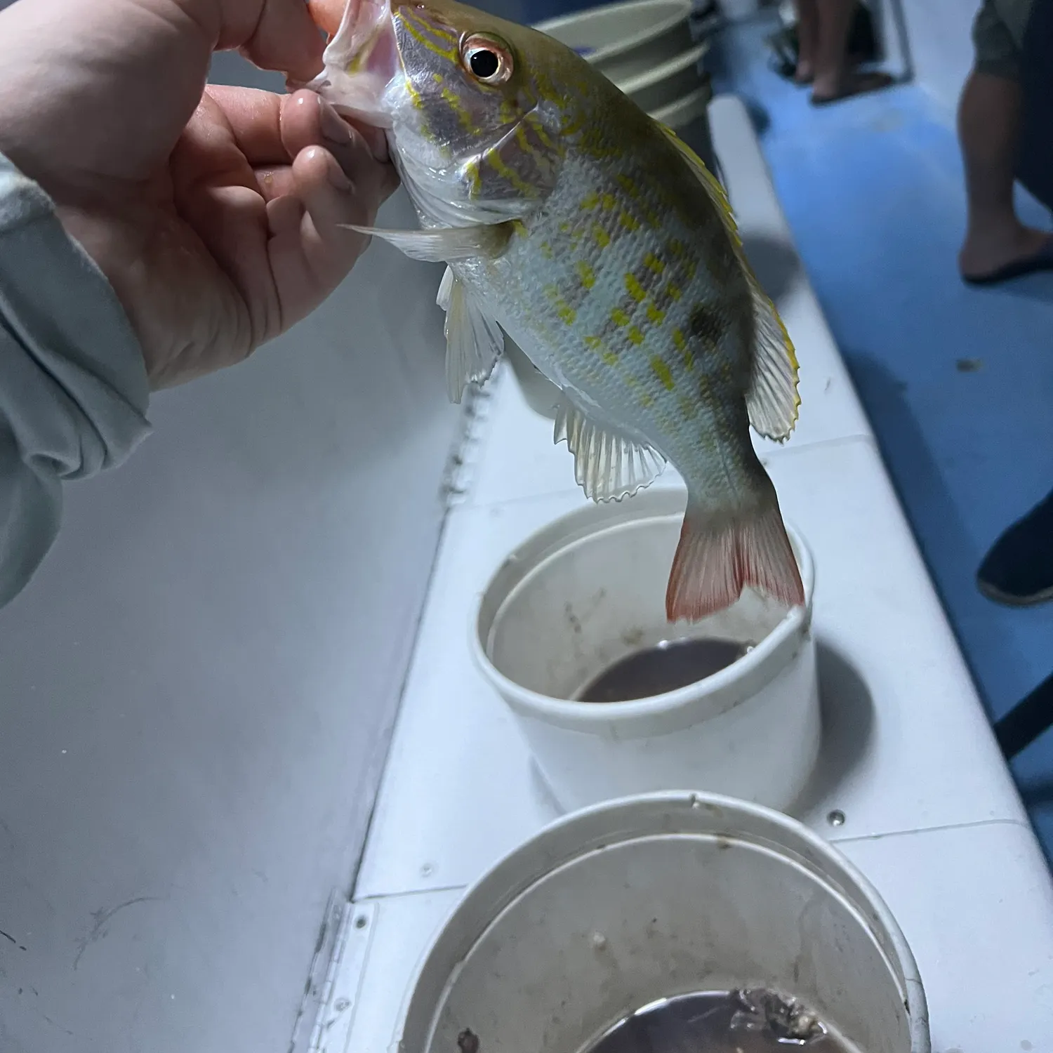 The most recent Lane snapper catches on Fishbrain