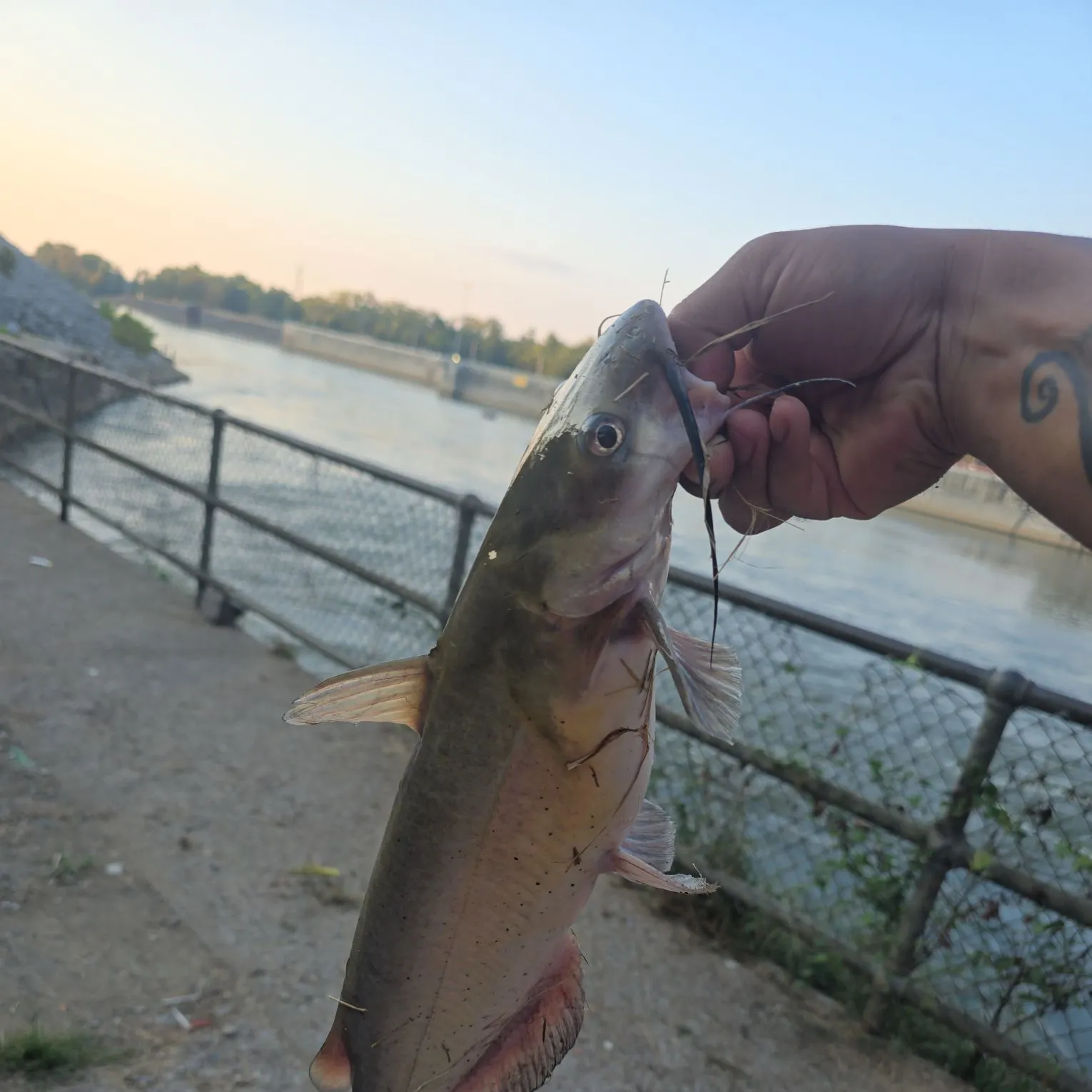 Channel catfish caught on Fishbrain