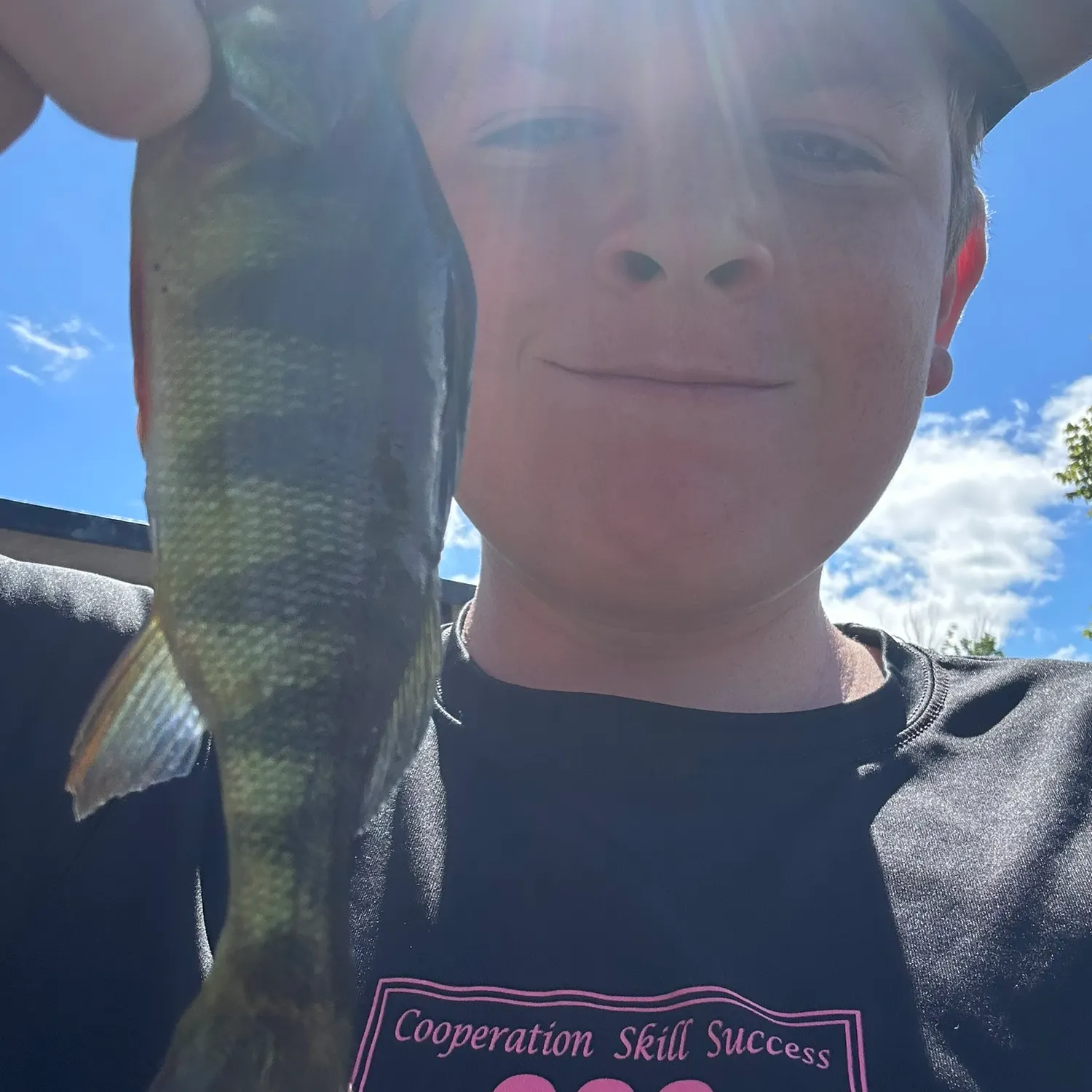 Yellow perch caught on Fishbrain