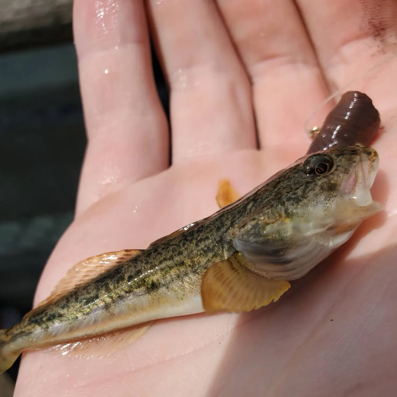 The most recent Pacific staghorn sculpin catches on Fishbrain