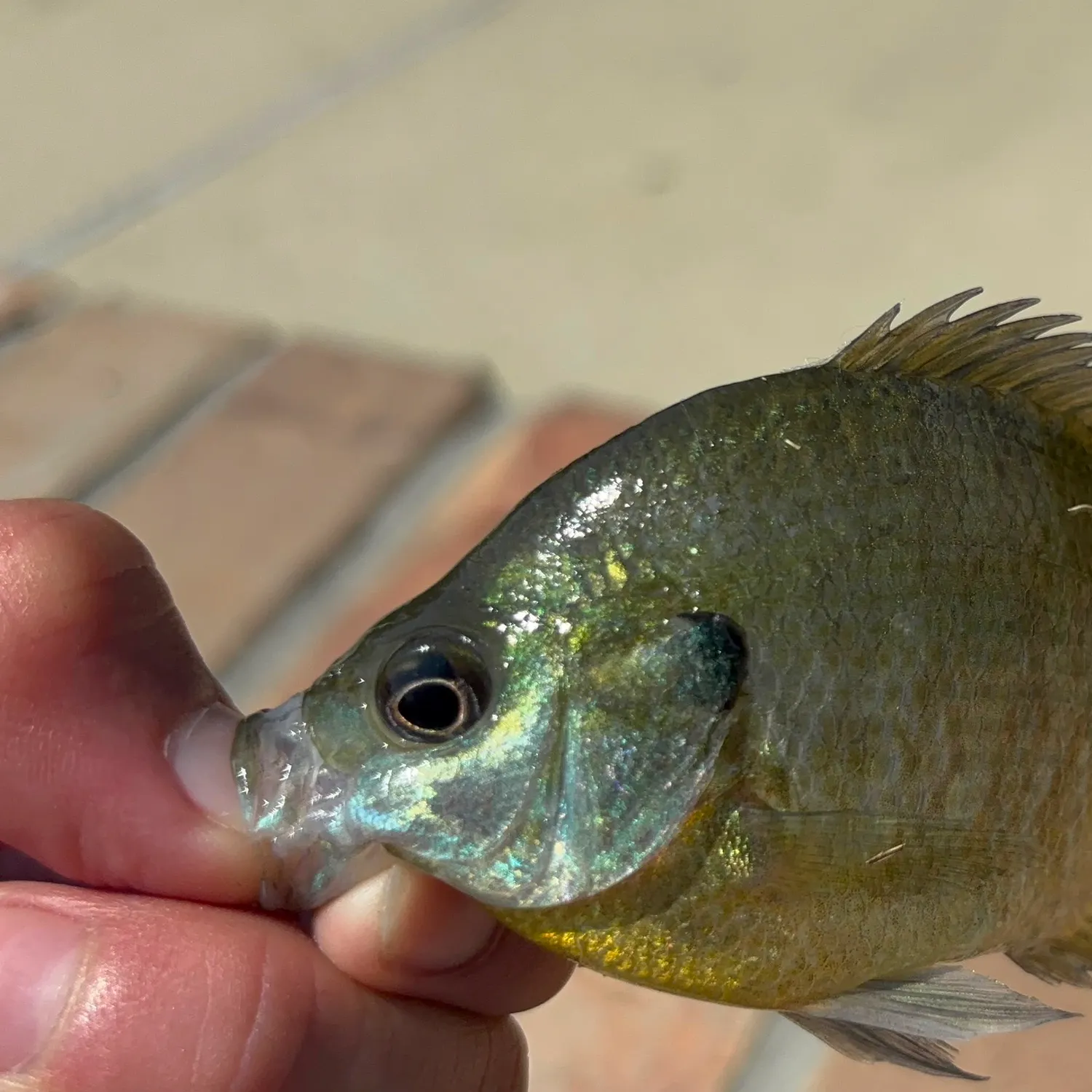 Bluegill caught on Fishbrain