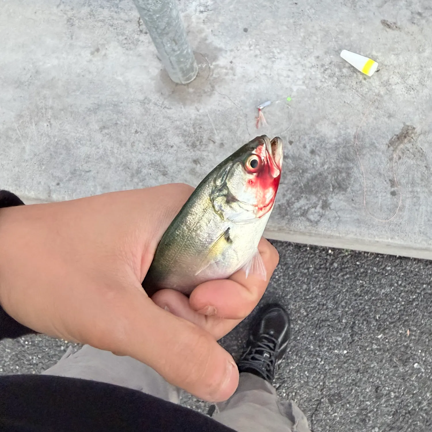 Bluefish caught on Fishbrain