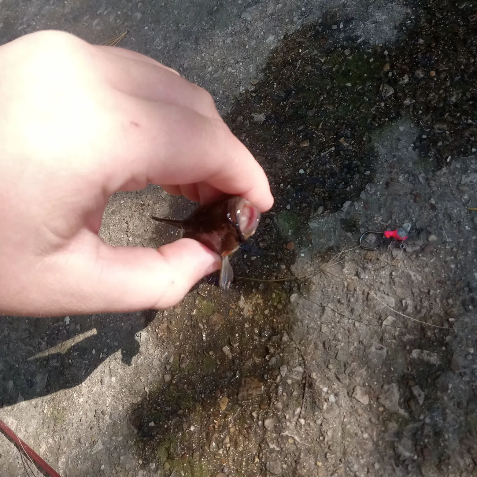 Black bullhead caught on Fishbrain