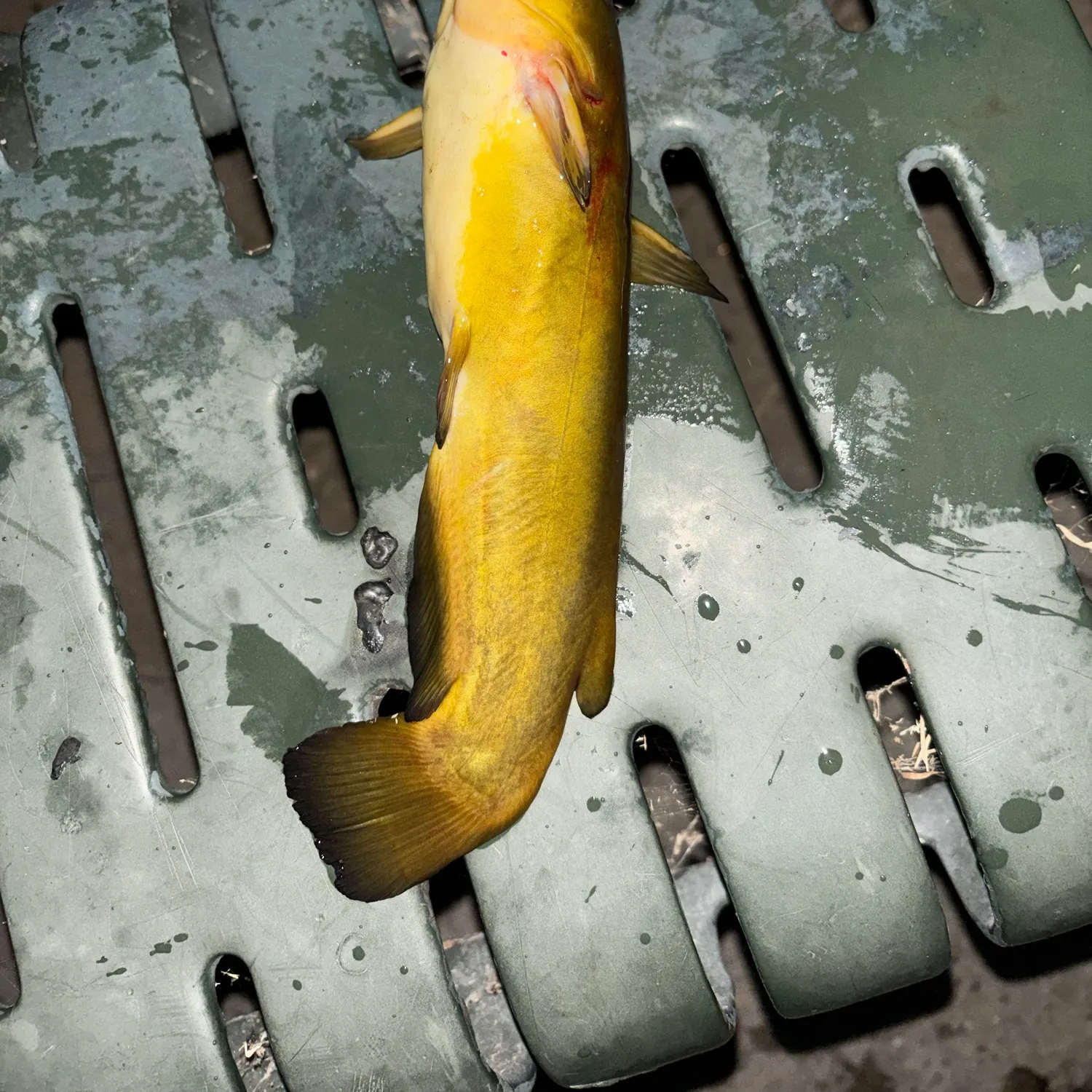 Channel catfish caught on Fishbrain
