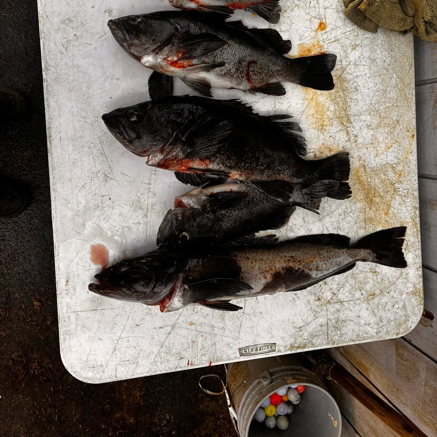 recently logged catches