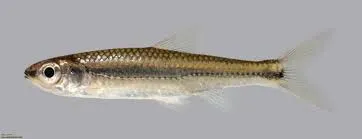 Bigeye shiner