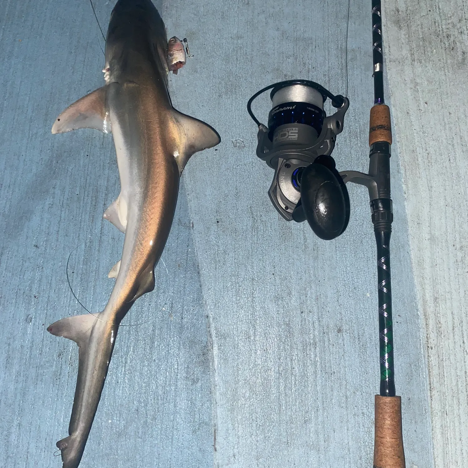 The most recent Blacknose shark catches on Fishbrain