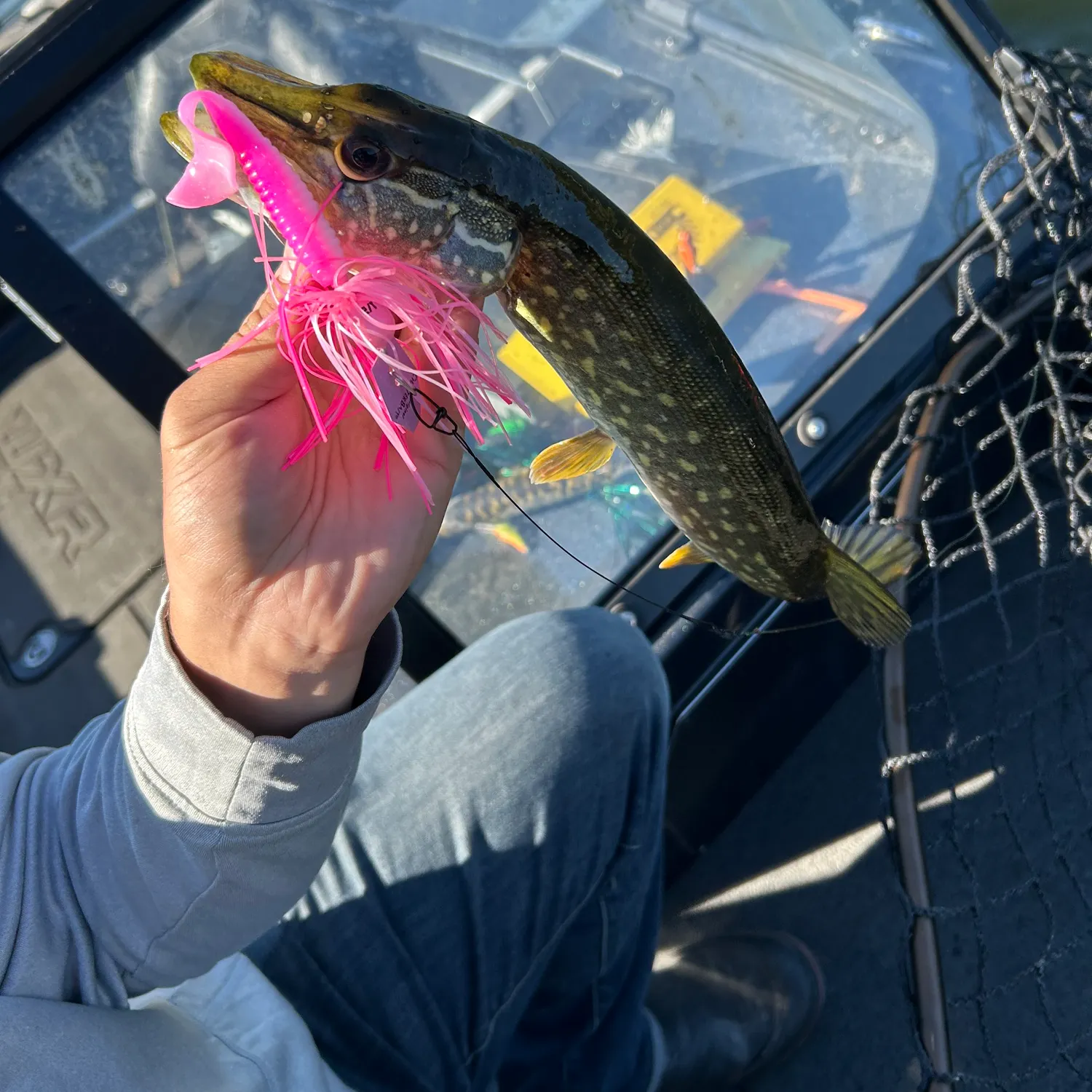Northern pike caught on Fishbrain
