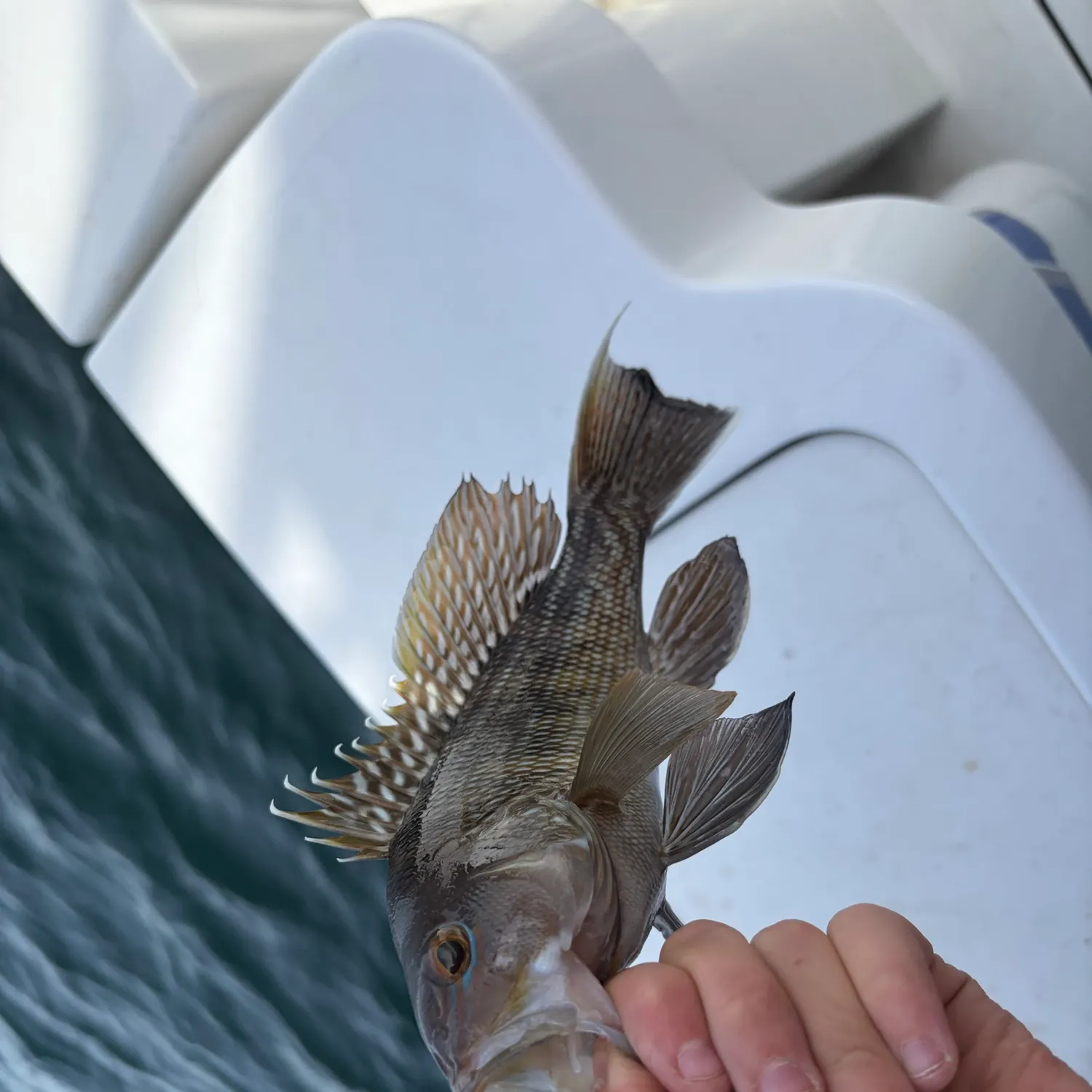 Black sea bass caught on Fishbrain
