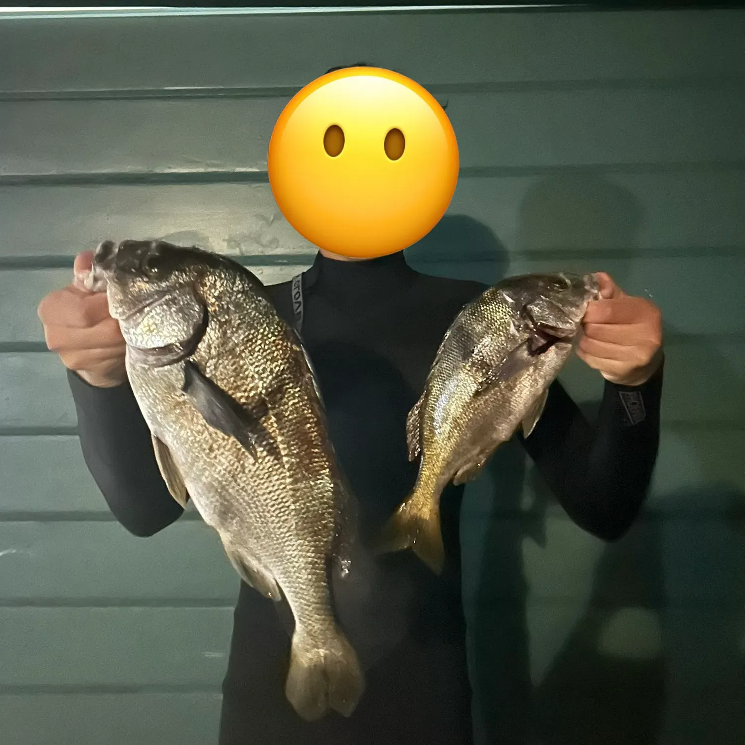 Sargo caught on Fishbrain