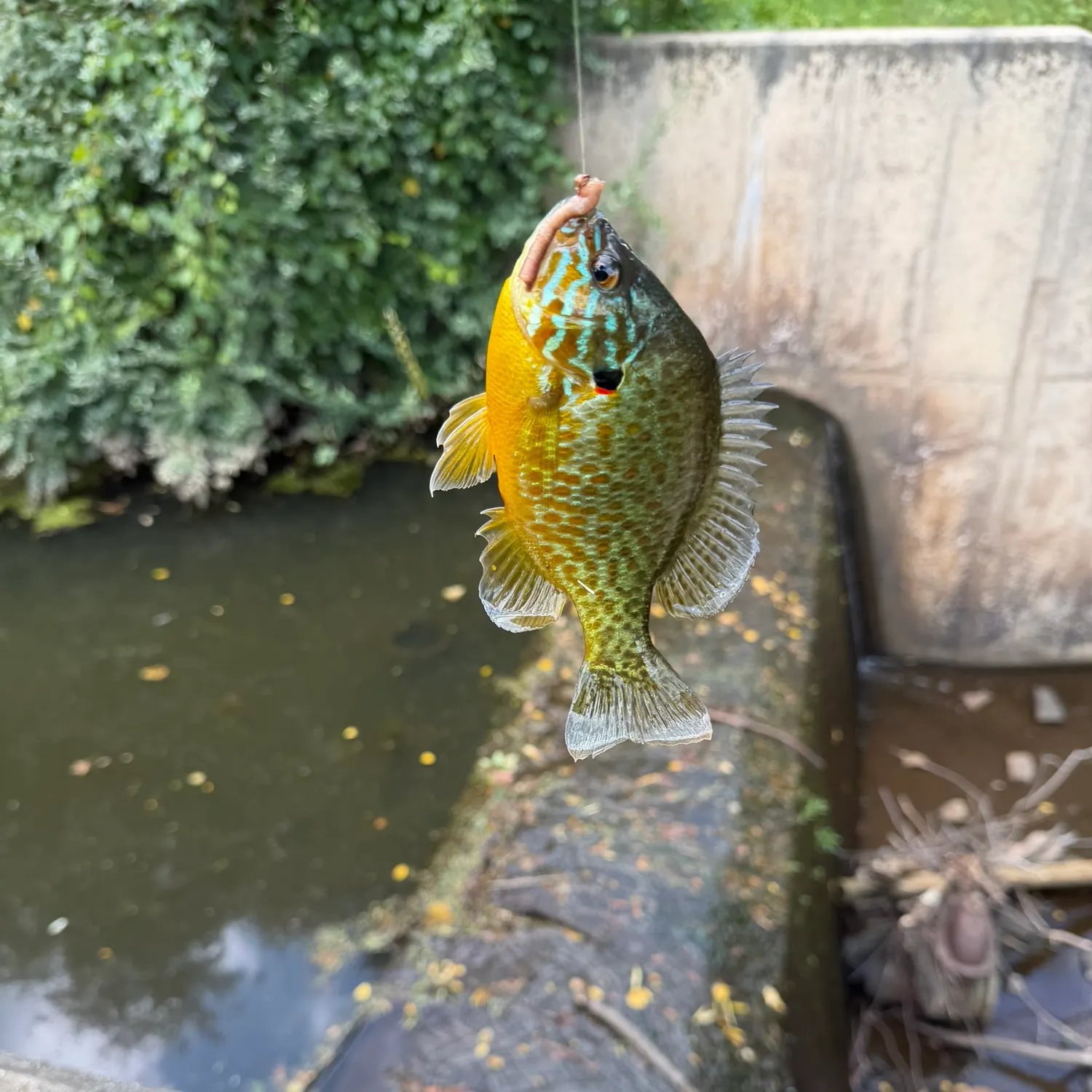 Pumpkinseed caught on Fishbrain