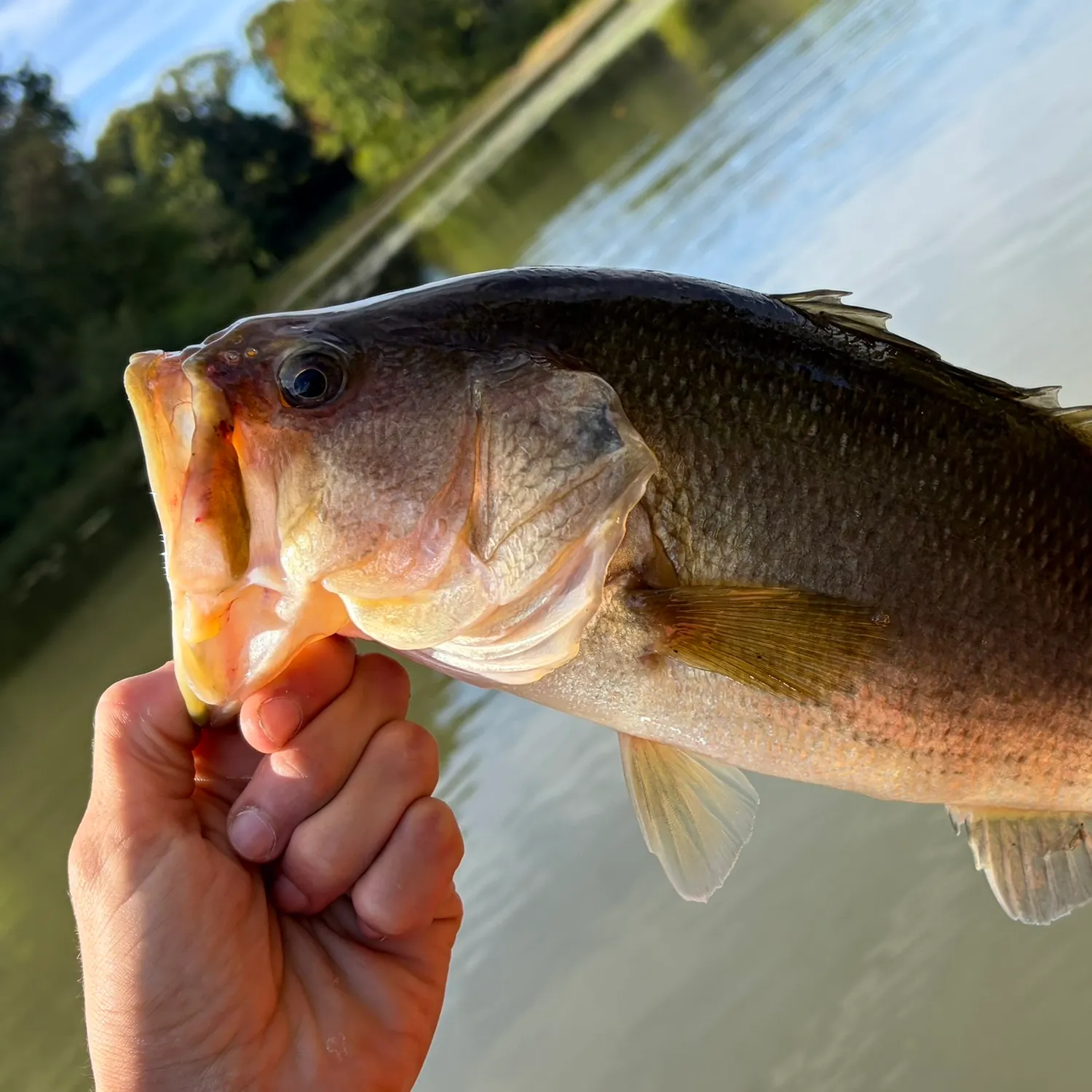 Largemouth bass caught on Fishbrain