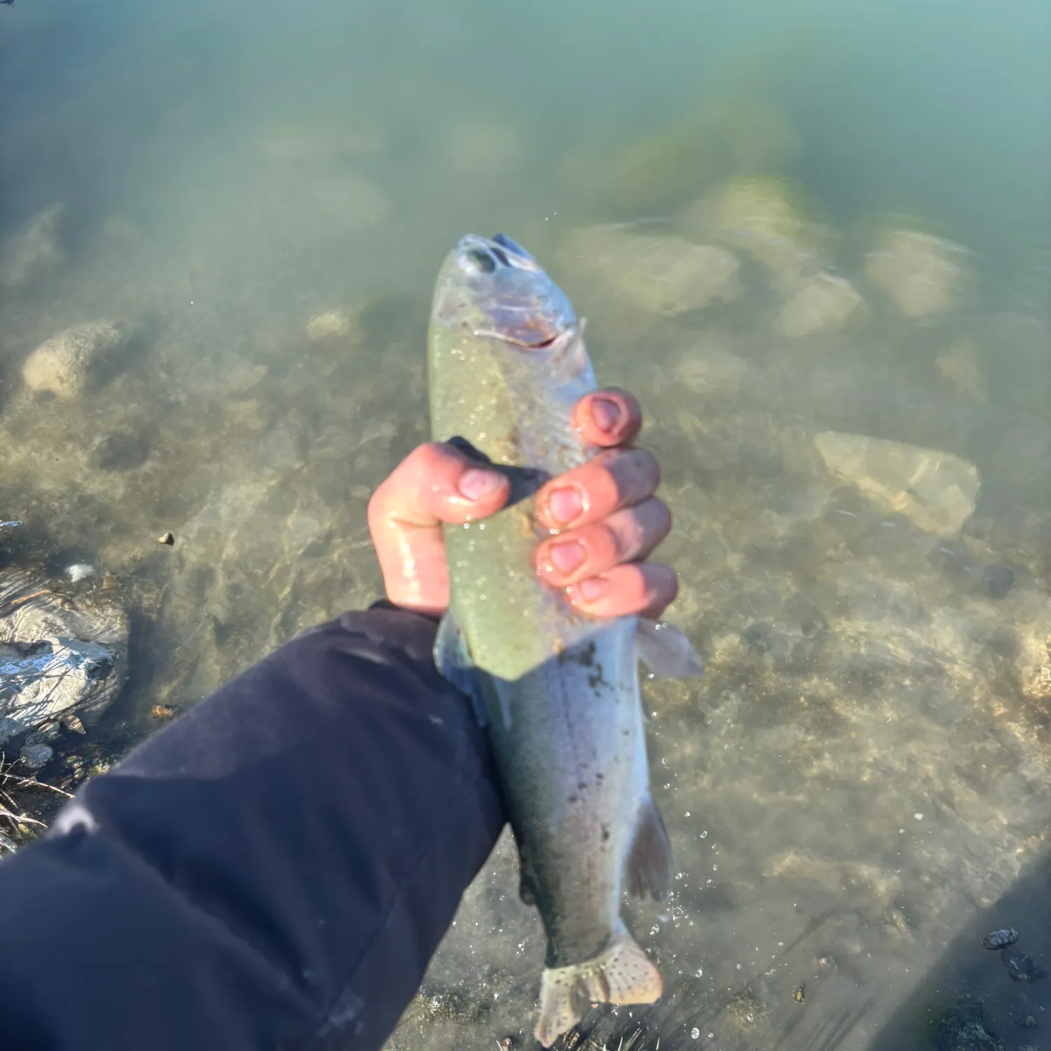 Rainbow trout caught on Fishbrain