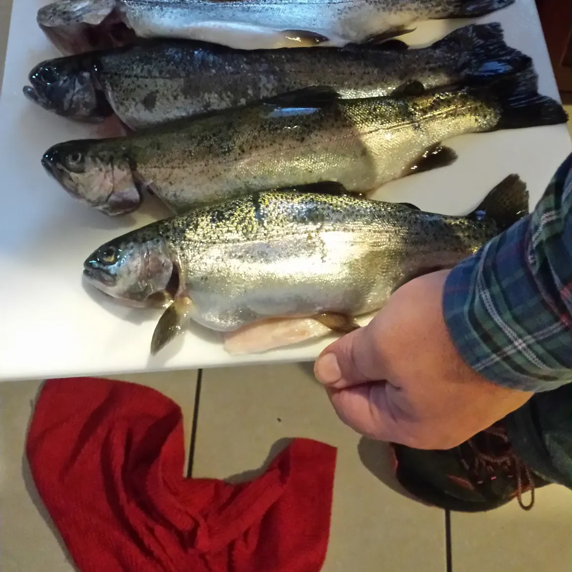 recently logged catches