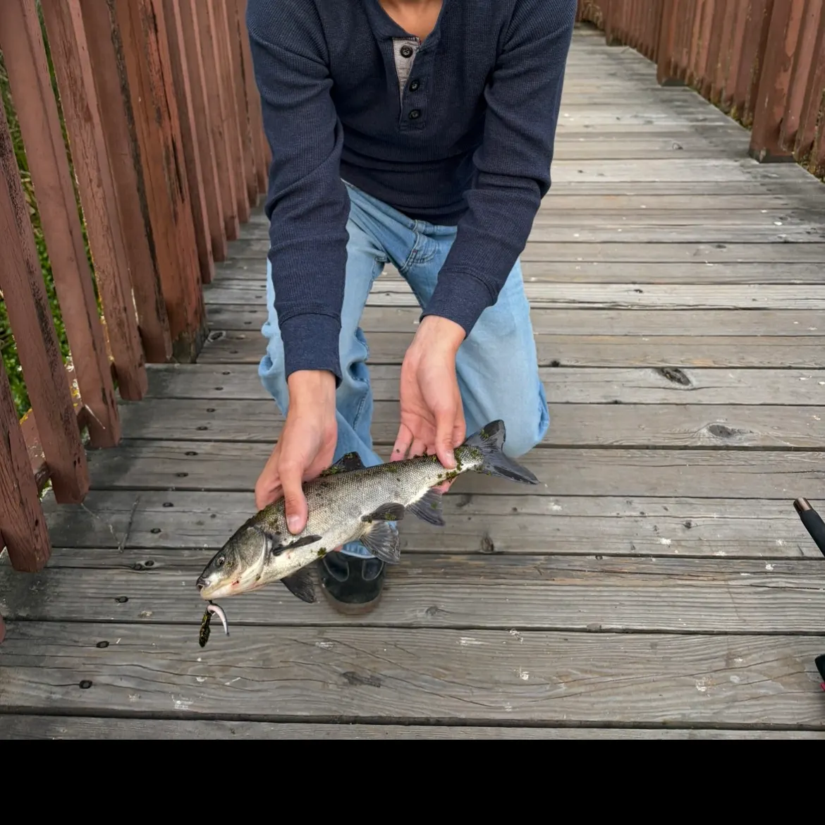 The most recent Hitch catches on Fishbrain