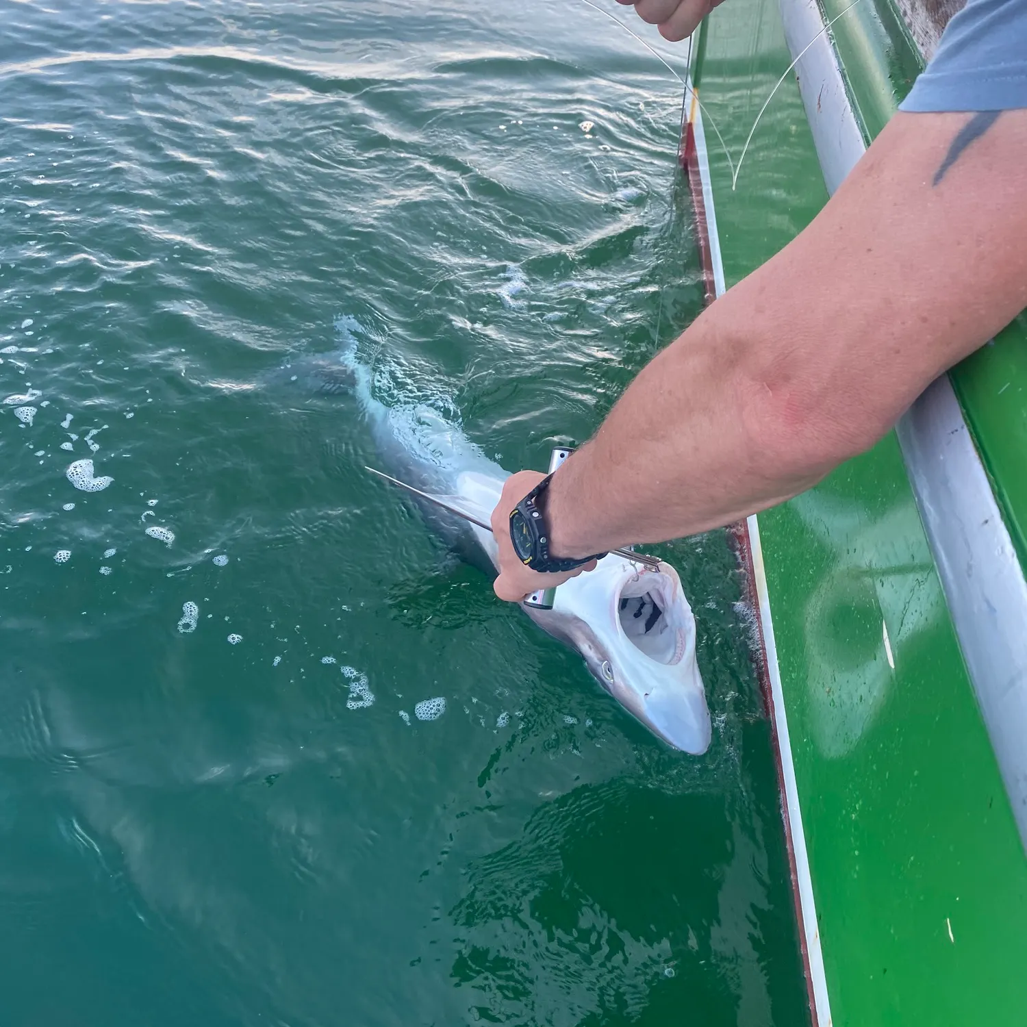The most recent Tope shark catches on Fishbrain