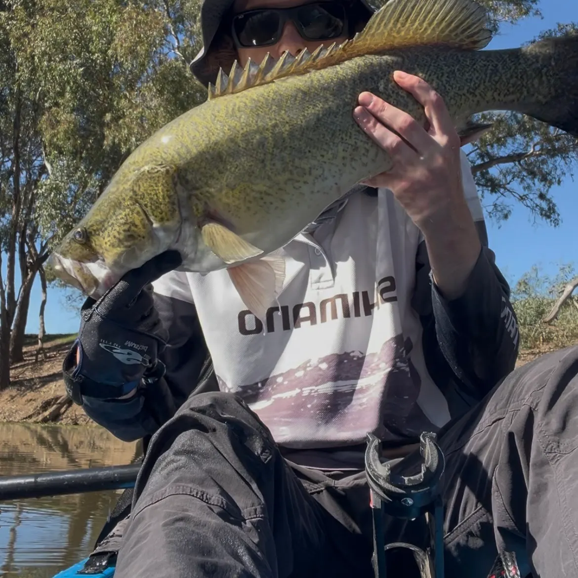 The most recent Murray cod catches on Fishbrain
