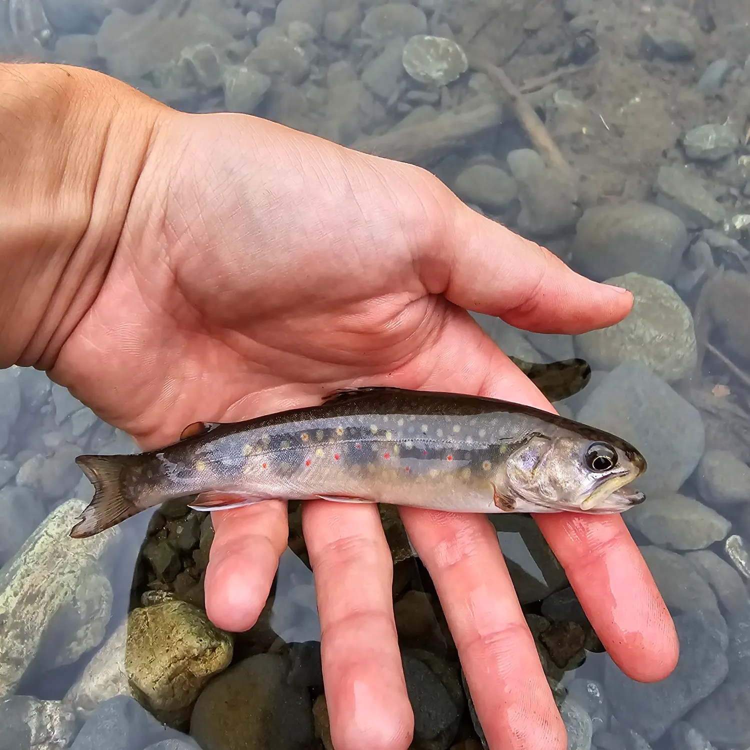 Brook trout caught on Fishbrain