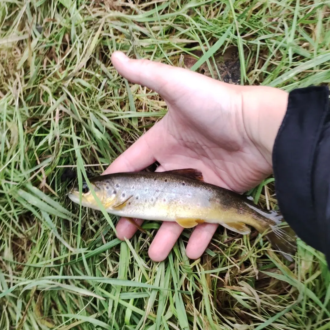 The most recent Apache trout catches on Fishbrain