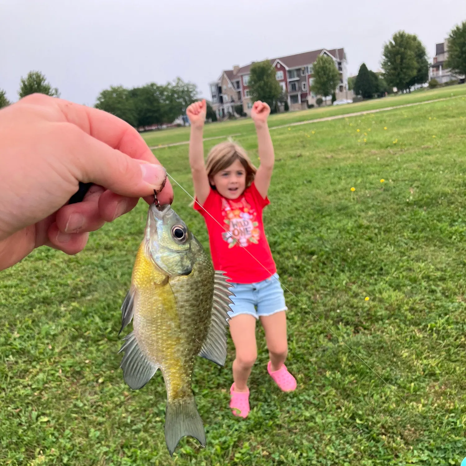 Bluegill caught on Fishbrain