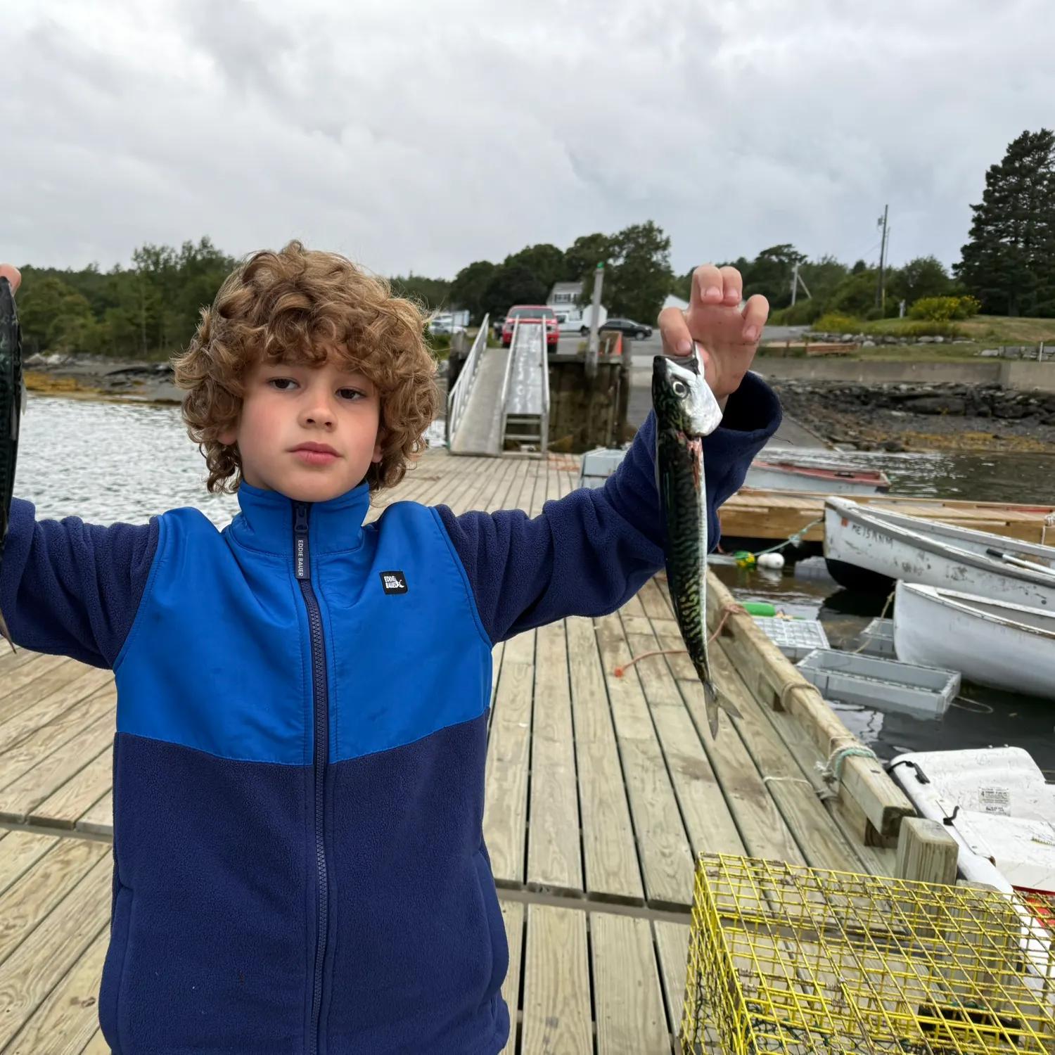The most recent Atlantic mackerel catches on Fishbrain