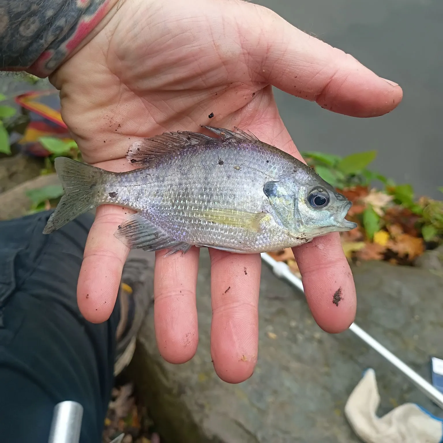 Threadfin shad caught on Fishbrain