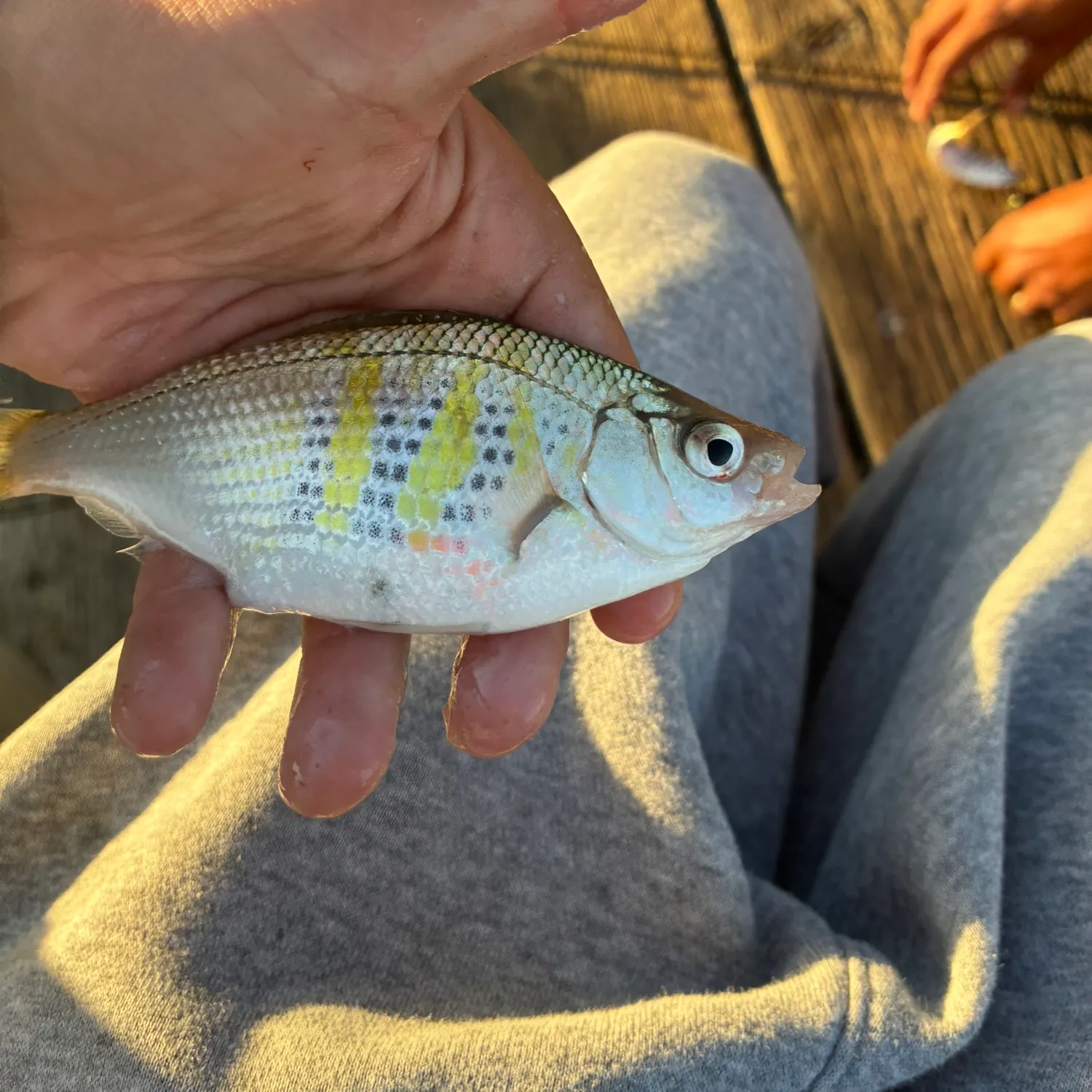 The most recent Walleye surfperch catches on Fishbrain