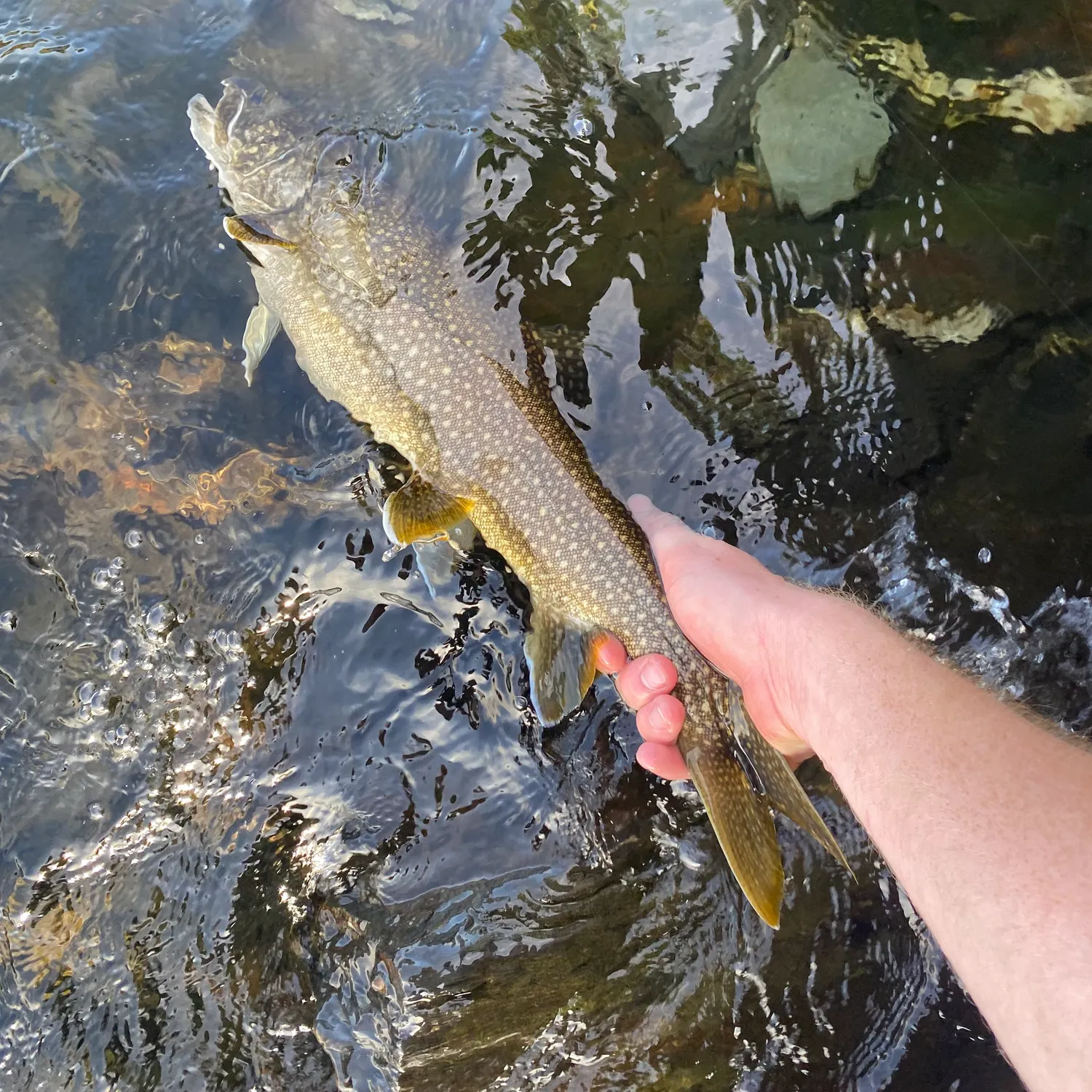 Lake char caught on Fishbrain