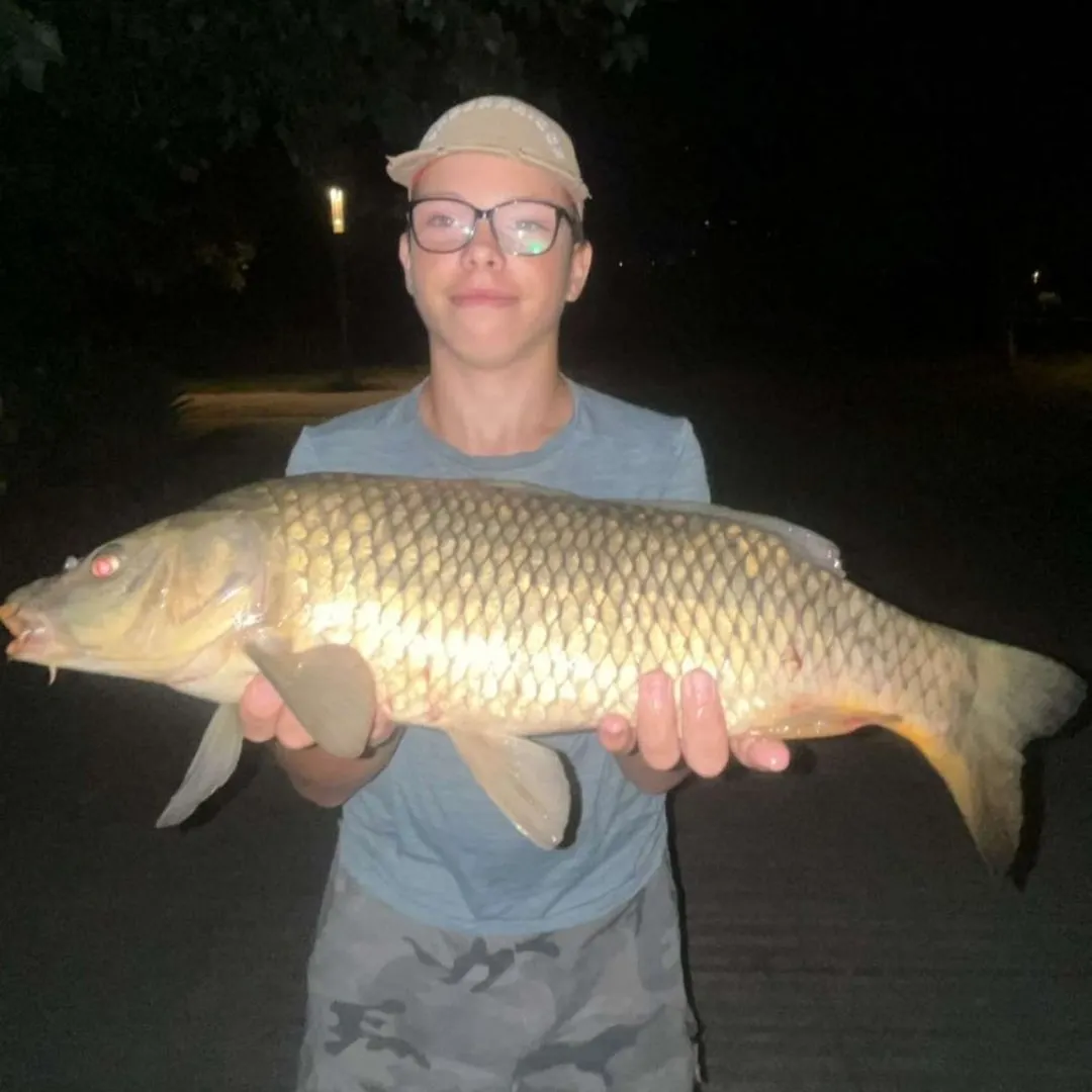 Common carp caught on Fishbrain
