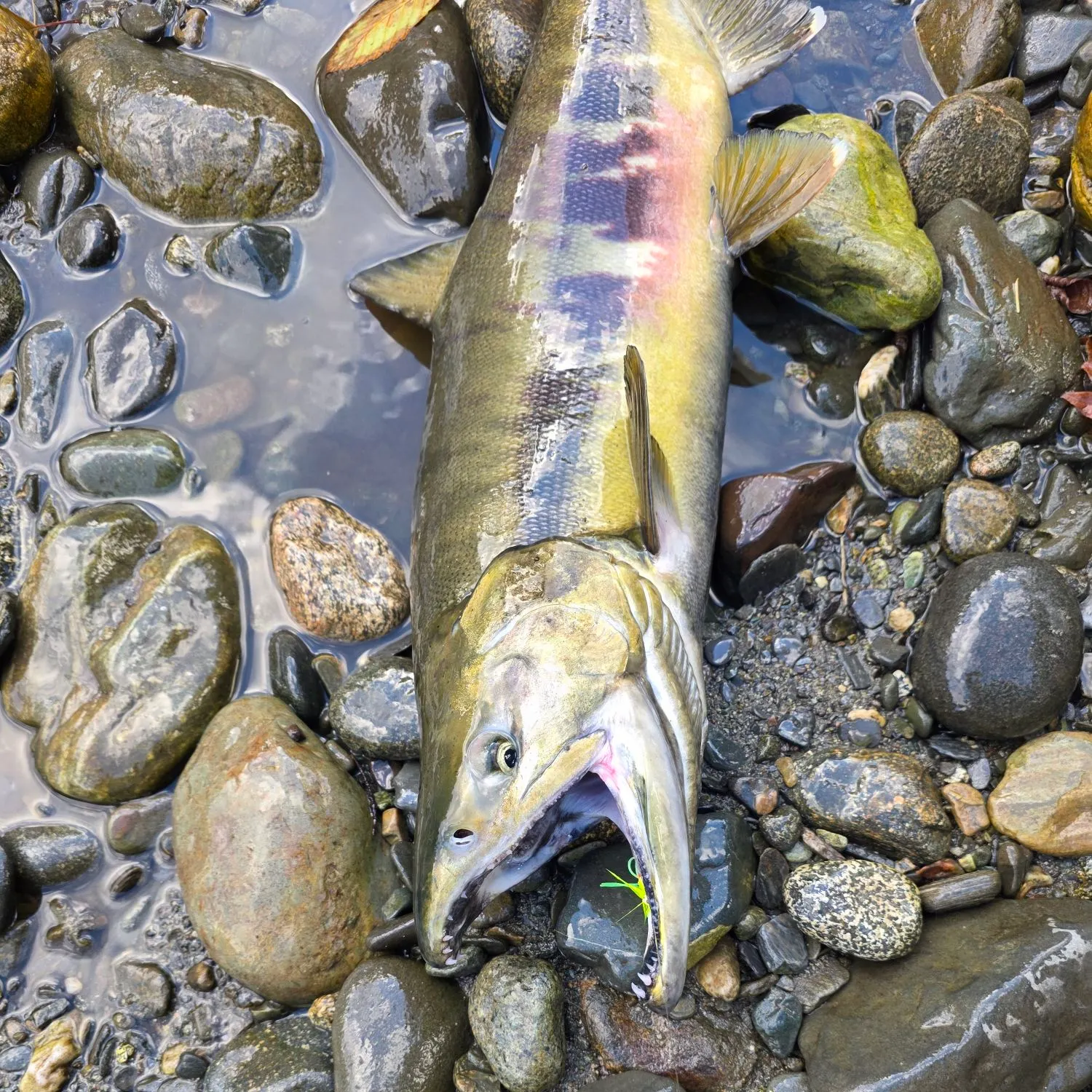Chum salmon caught on Fishbrain
