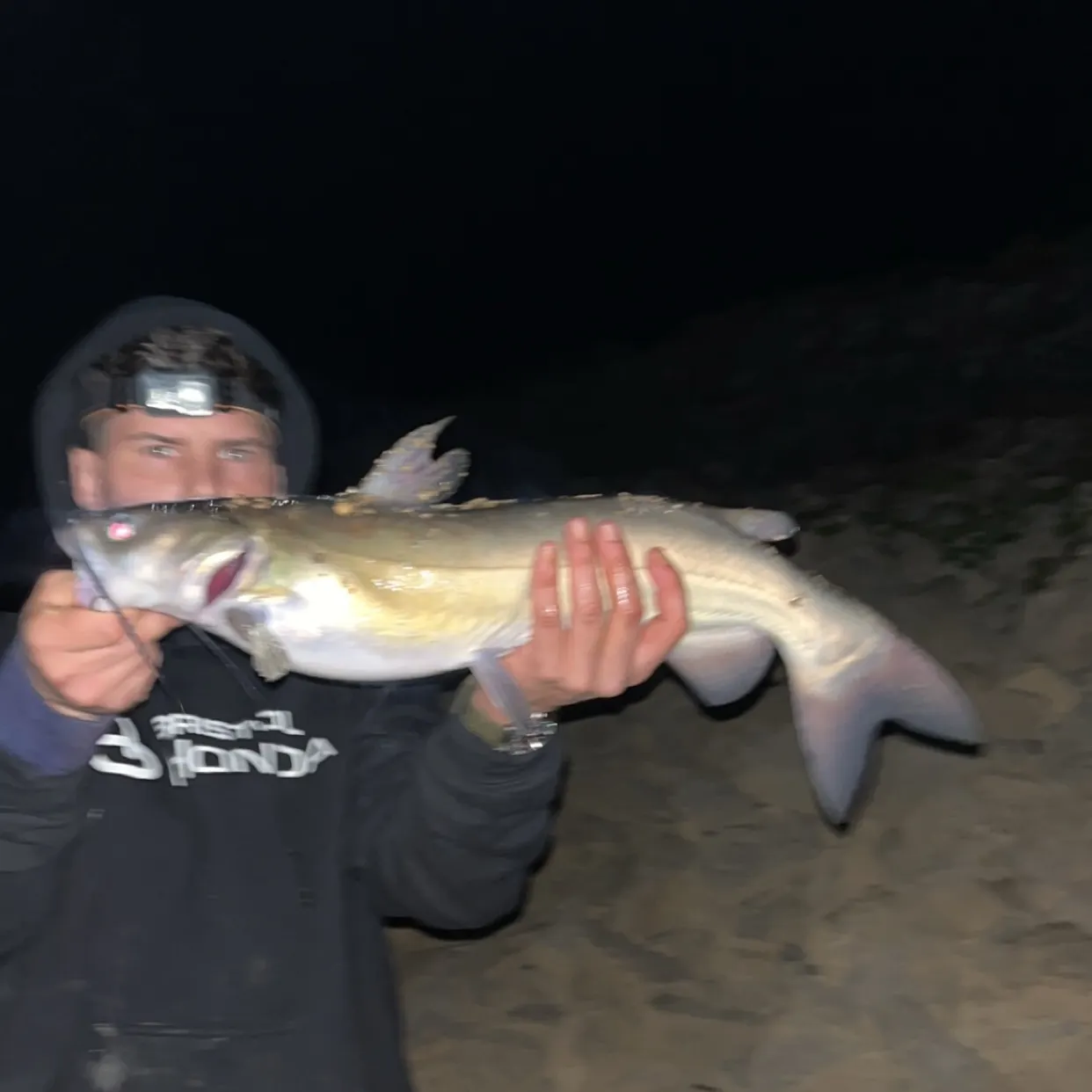 Channel catfish caught on Fishbrain