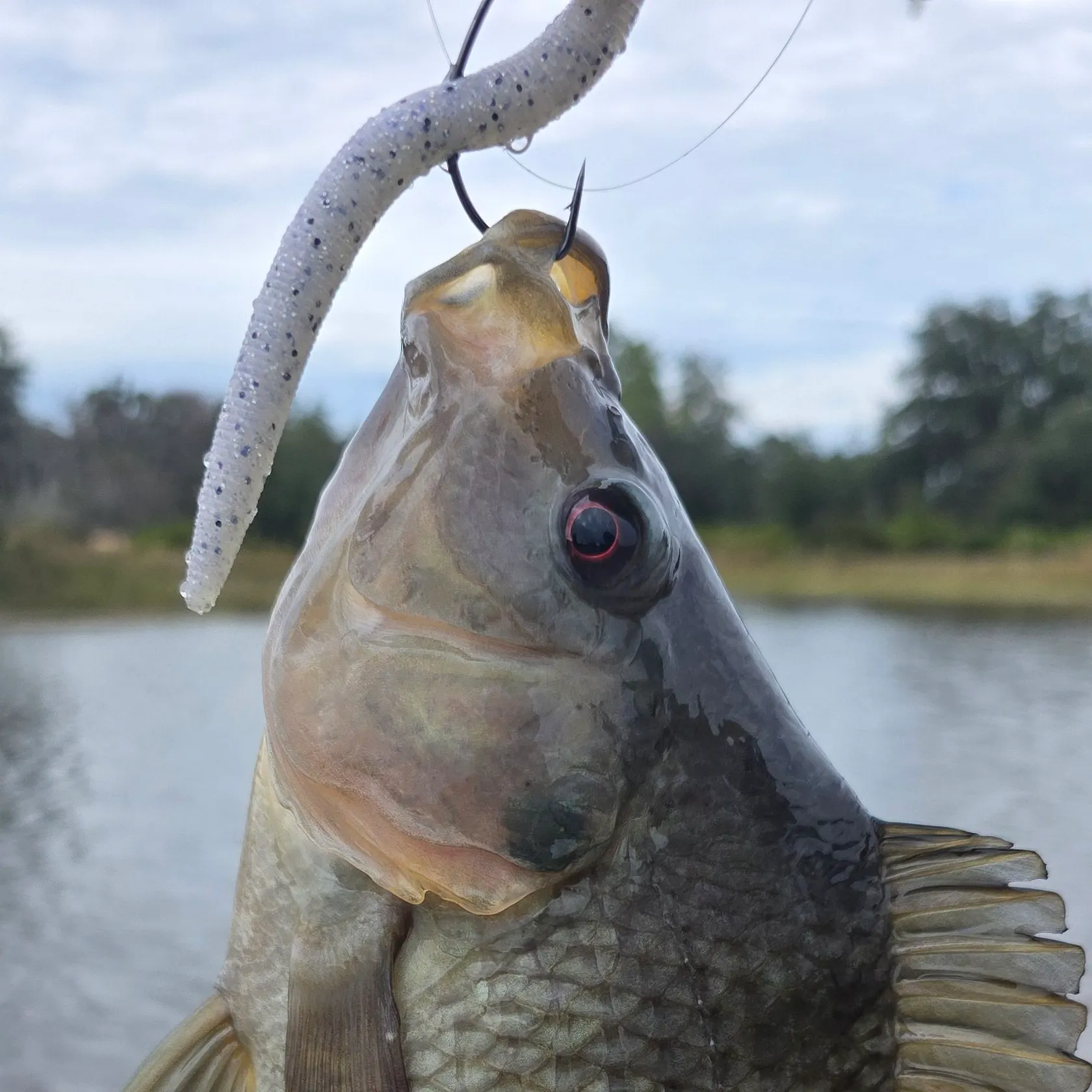 The most recent Blue tilapia catches on Fishbrain