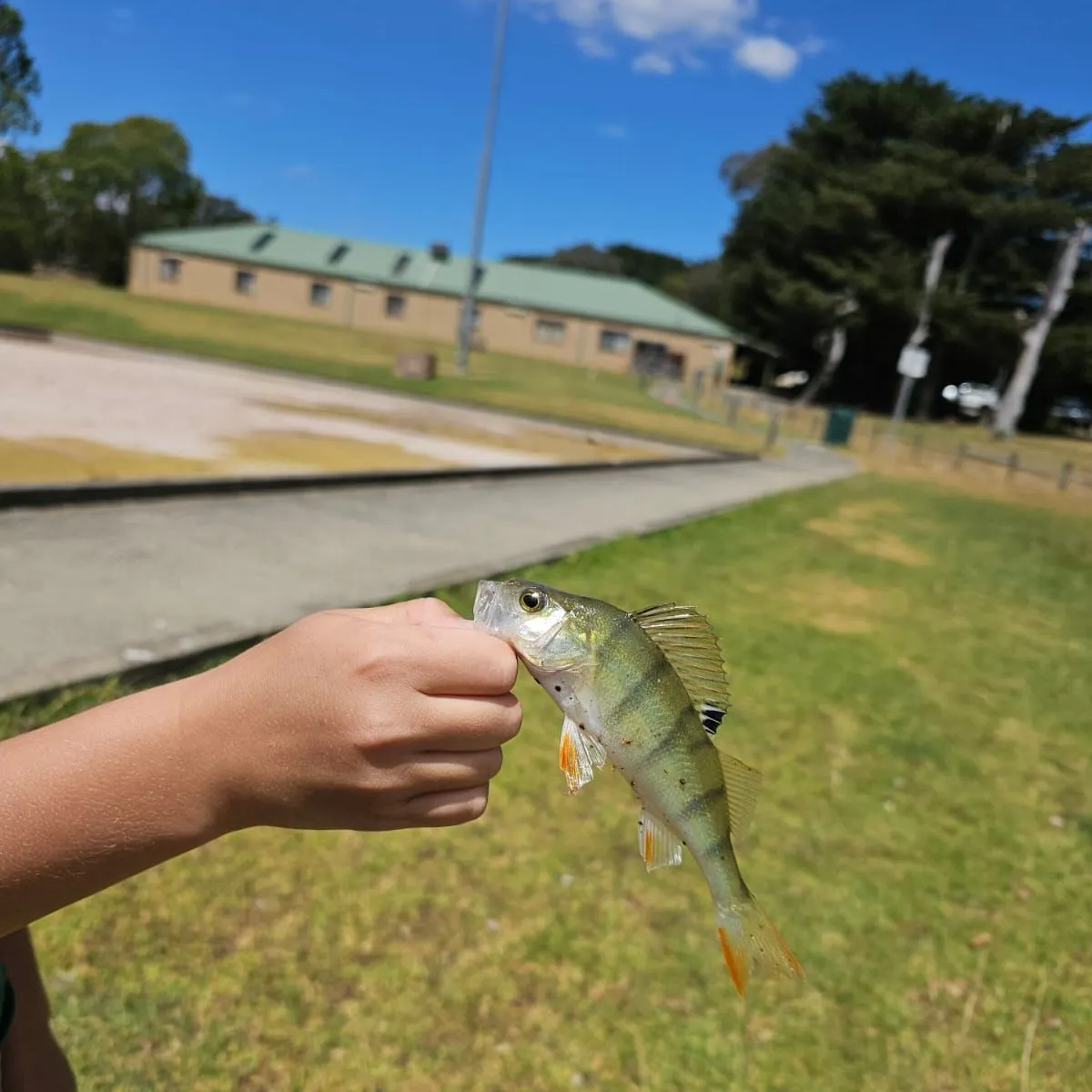 The most recent European perch catches on Fishbrain