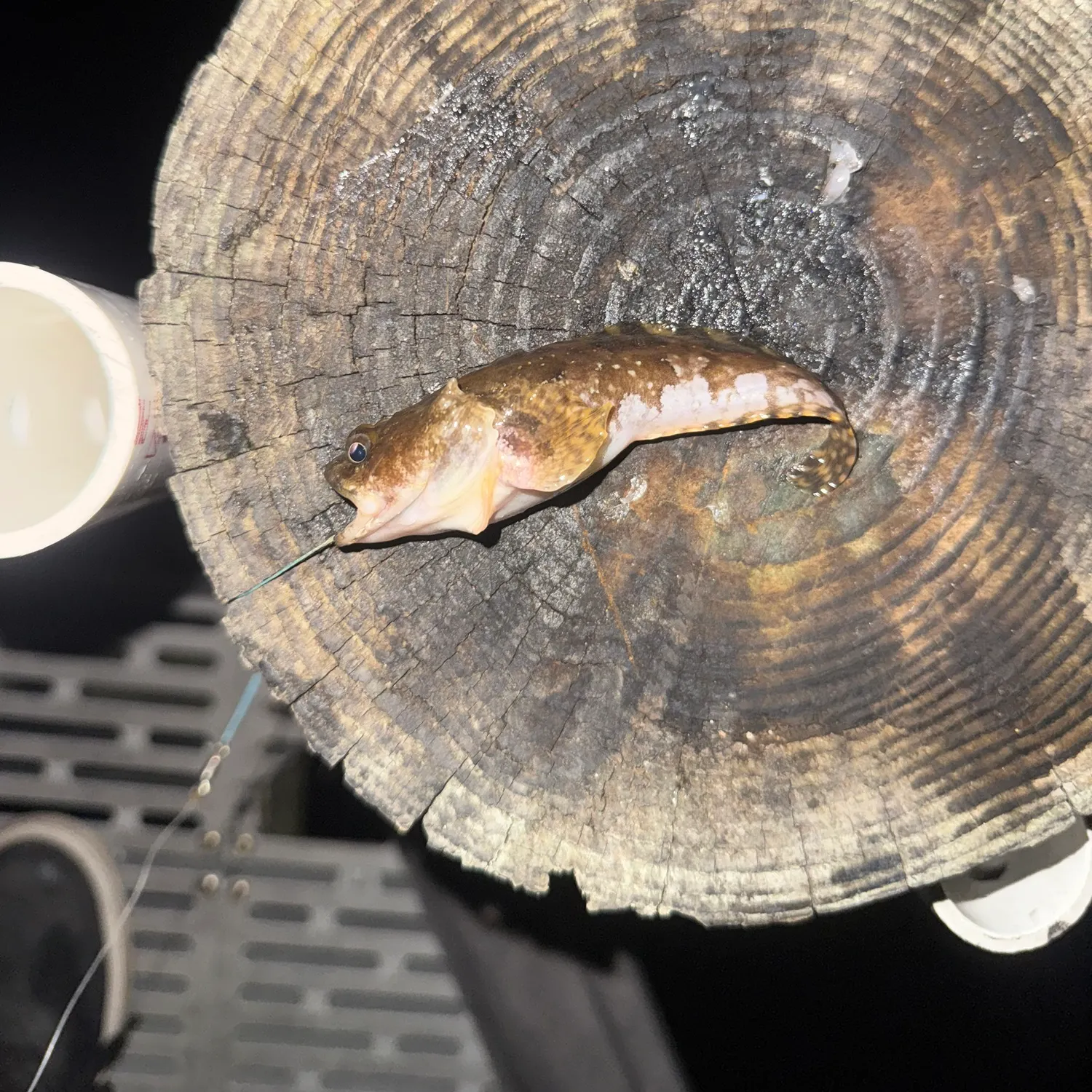 Gulf toadfish caught on Fishbrain