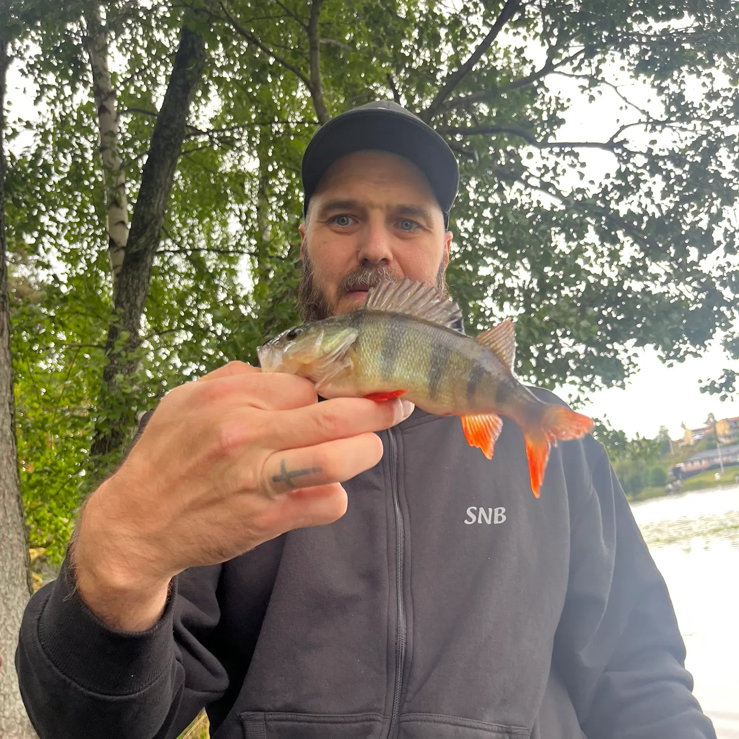 European perch caught on Fishbrain
