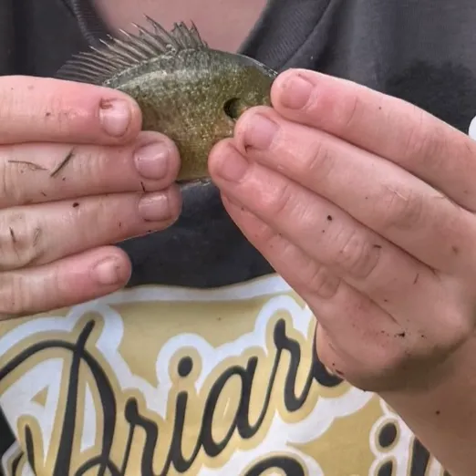 Bluegill caught on Fishbrain