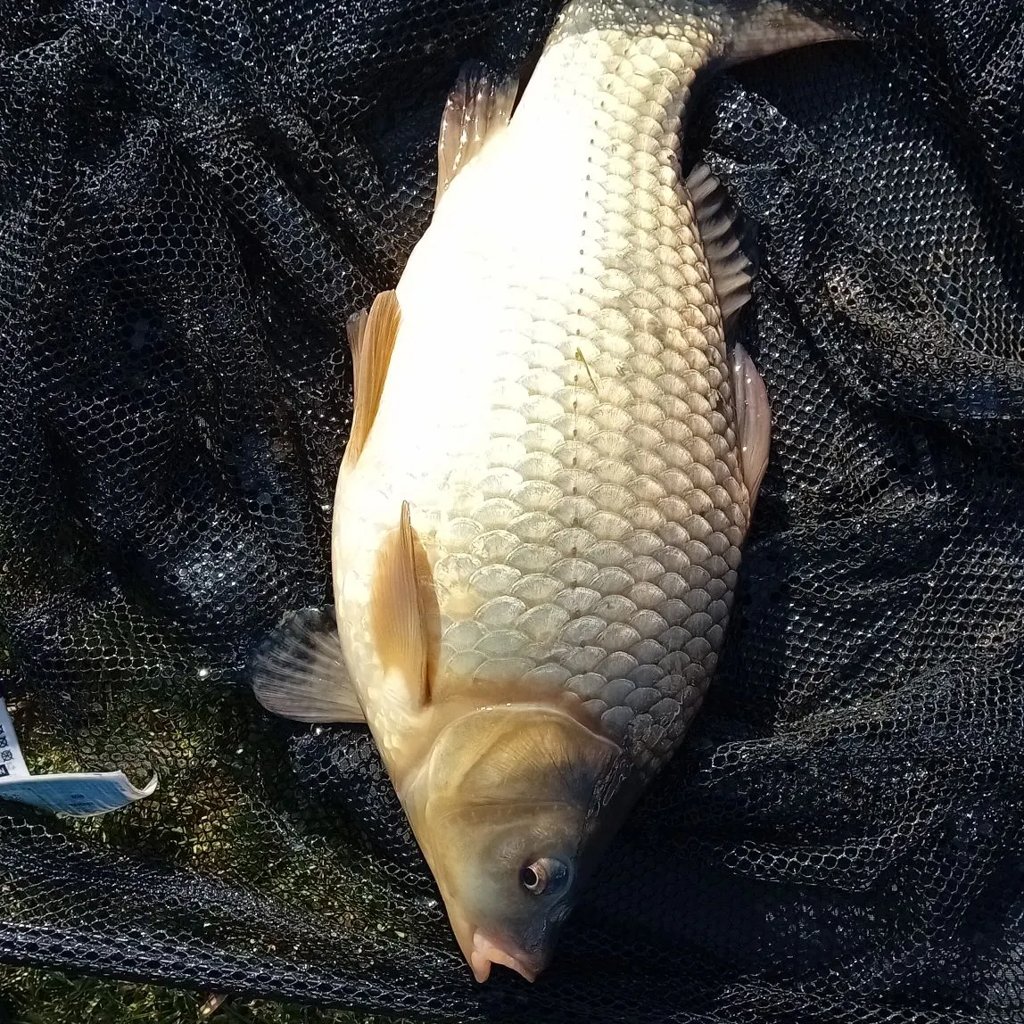 The most recent F1 carp catches on Fishbrain