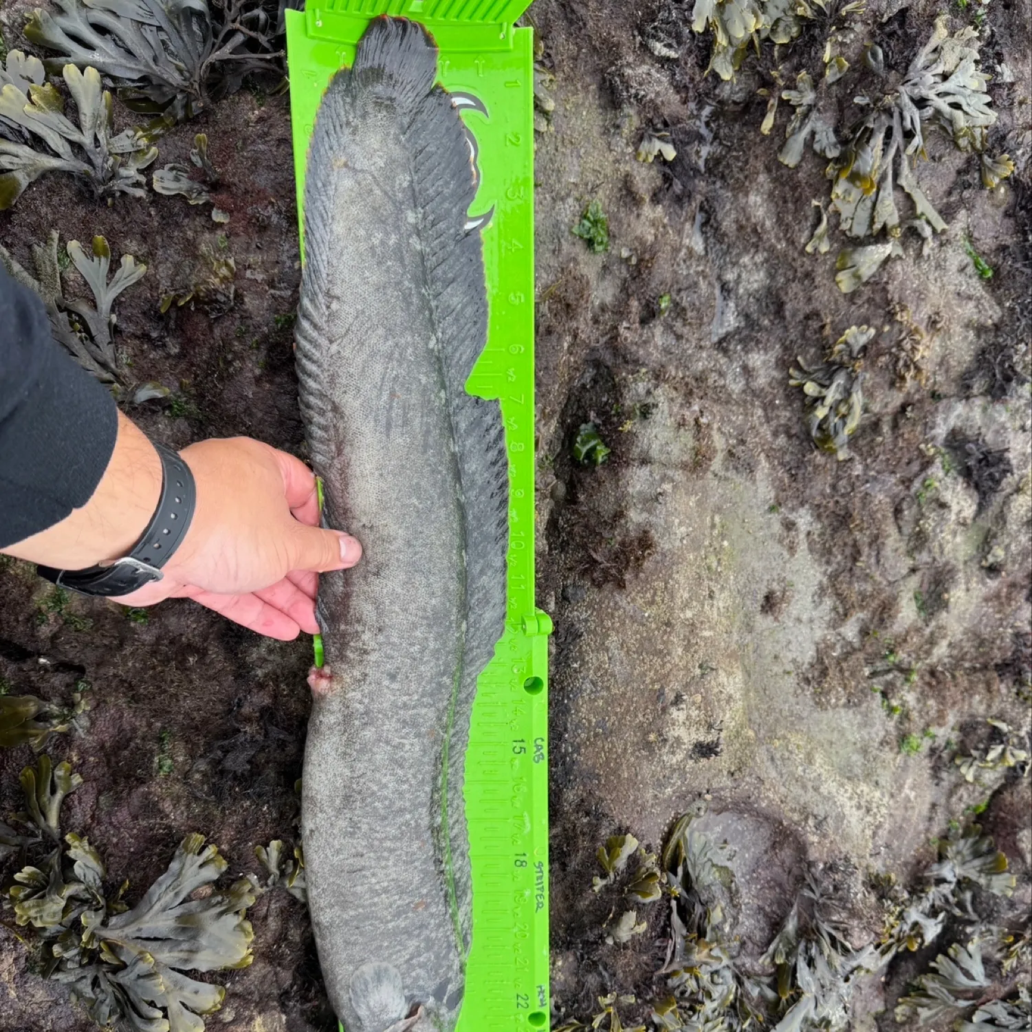 The most recent Monkeyface prickleback catches on Fishbrain