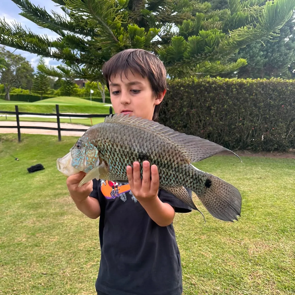 Turquoise cichlid caught on Fishbrain
