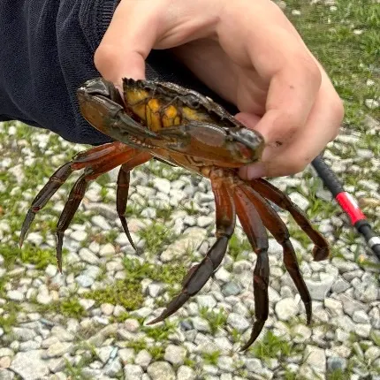 The most recent Green crab catches on Fishbrain