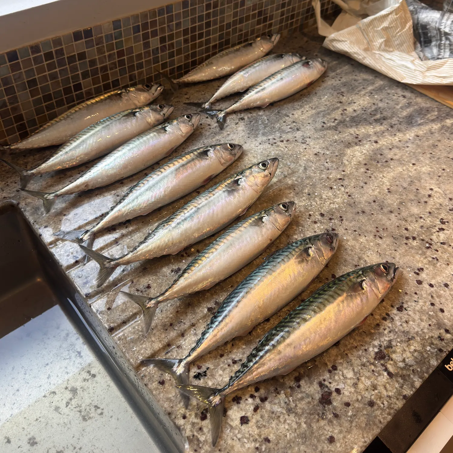 Atlantic mackerel caught on Fishbrain